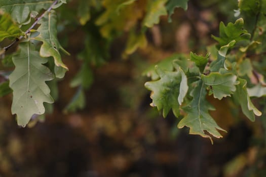 Oak tree leaves in autumn nature background. Blurred leaf frame background. Closeup.