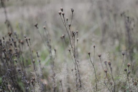 Dried wildflowers with thorns, wild plants, weed in wild environment. Nature, abstract warm landscape in summer golden hour. Amazing natural wallpaper with sepia brown filter. Sunny garden flowers