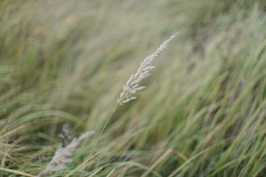 grass field on blurred bokeh background close up, ears on meadow soft focus macro, beautiful sunlight autumn lawn, fall season nature landscape, natural green grass texture, copy space.