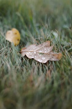 Dew drops on a fallen leaf. Concept of arrival of autumn, seasonal change of weather conditions. Autumn leave on green grass in park. Colorful autumn. Banner. macro closeup.