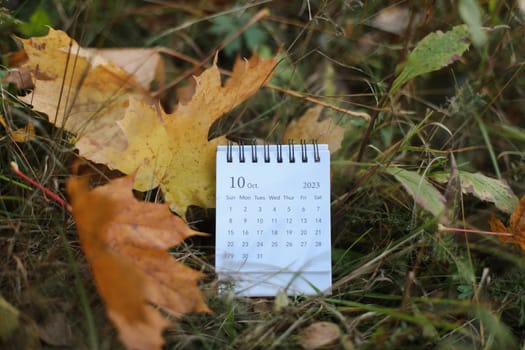 October calendar. Place for text. Maple leaves on the background. Fall vibes. Cozy autumn style