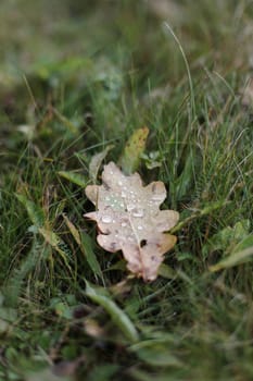 Dew drops on a fallen leaf. Concept of arrival of autumn, seasonal change of weather conditions. Autumn leave on green grass in park. Colorful autumn. Banner. macro closeup.