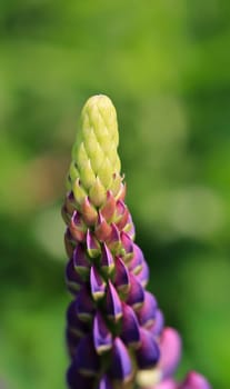 The garden awakens in green violet