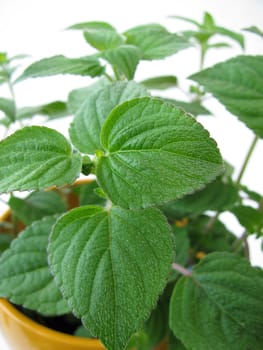 Herb pot with honeydew melon sage