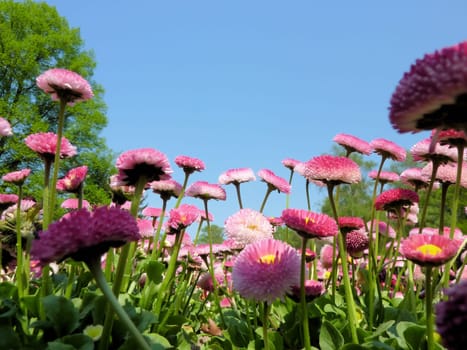 Bellis perennis