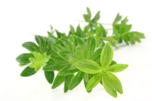 Some stems woodruff against white background
