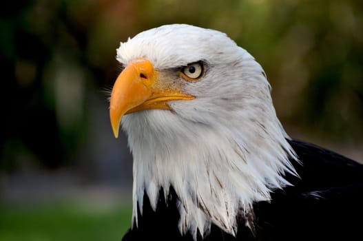 Bald eagle