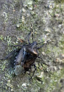 Gray garden bug or gray field bug