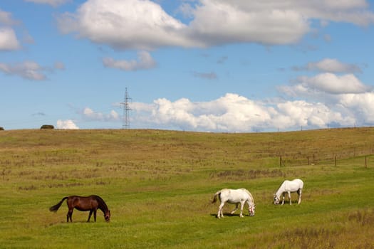 Three horses grazing in a meadow full of green grass