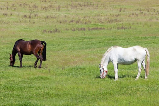 Two horses grazing in a meadow full of green grass