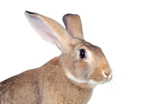 Nice brown bunny isolated on white side