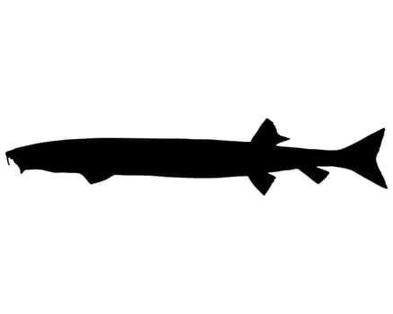 Sand Fish Silhouette