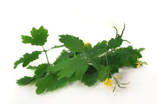 some stalks of celandine against a white background