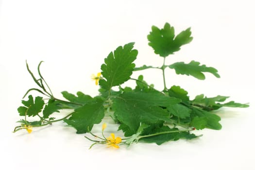 some stalks of celandine against a white background