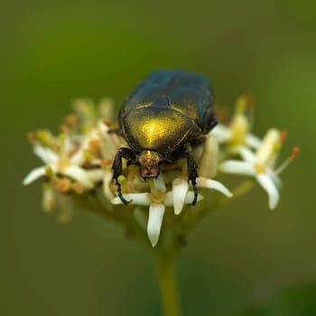 My Gold Beetle