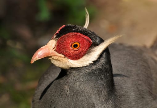 Blue Eared Pheasant