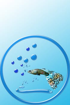 Ornamental fish