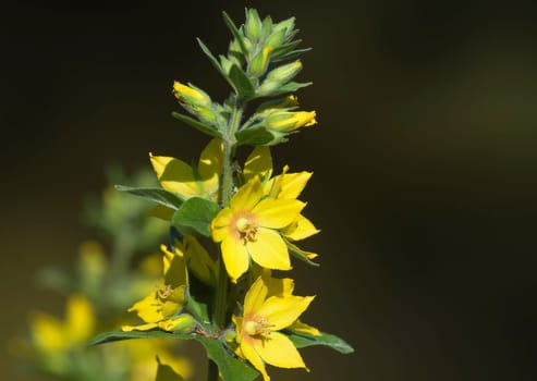 Gold loosestrife