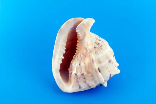 Large and beautiful seashell from the tropics relaxes on blue.