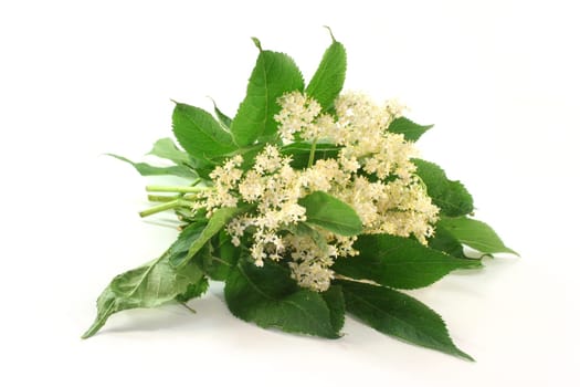 fresh elderflowers against a white background