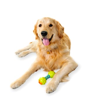 Golden retriever pet dog laying down with toy isolated on white background