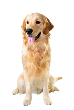 Golden retriever pet dog sitting isolated on white background