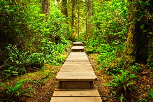 Wooden path through temperate rain forest. Pacific Rim National Park, British Columbia Canada