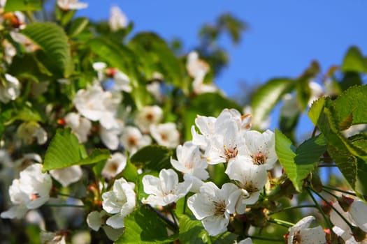 Cherry blossoms on the cherry tree,blue sky