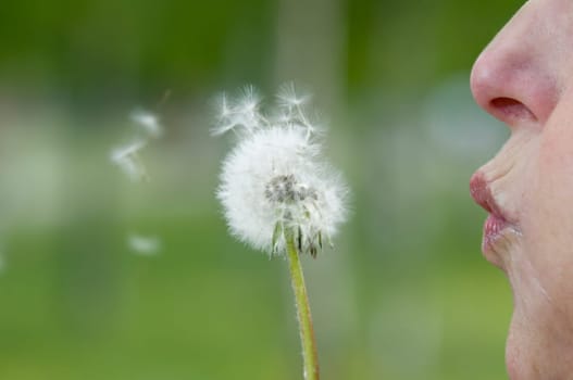 Head portrait of a mature woman with dandelion on the side
