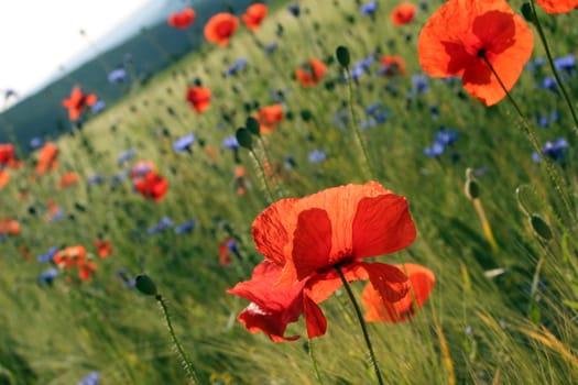 Wild meadow