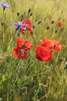 Wild meadow