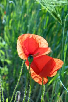 Wild meadow
