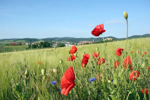 Wild meadow