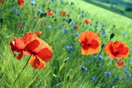 Wild meadow