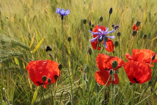 Wild meadow