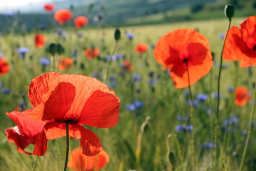 Wild meadow