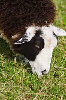 Close up on head of brown and white spotted sheep grazing