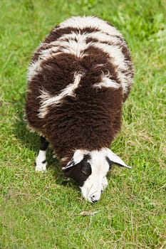 Brown and white spotted sheep grazing on field in summer