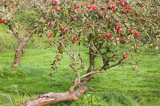 Very old apple tree in orchard full of riping apples in summer