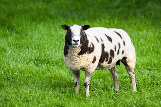 Brown and white spotted sheep in meadow looking up