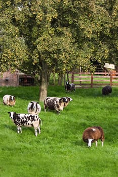 Brown and white spotted sheep grazing  in fruit orchard in summer