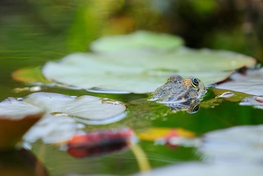 common water frog
