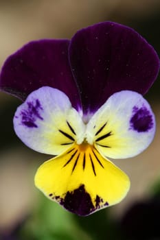 A Violet flower close up