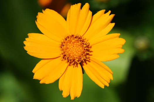 A Yellow flower close up
