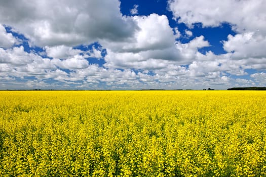 Agricultural landscape of canola or rapeseed farm field in Manitoba, Canada