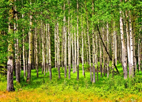 Forest of tall white aspen trees in Banff National park, Canada