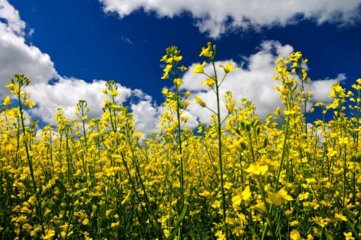 Canola or rapeseed plants growing in farm field, Manitoba, Canada