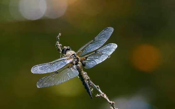 libelle im gegenlicht