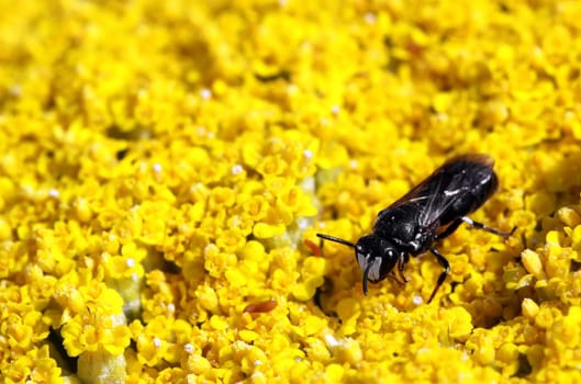 The approx. 6 mm large masked bee (Hylaeus signatus) on golden yarrow