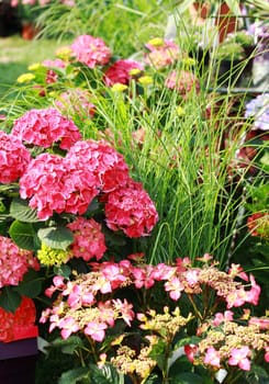 Beautiful flowerbed in the garden or park